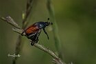 Anisoplia-tempestiva-1