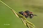 Anisoplia-tempestiva-accoppiamento 1