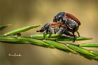 Anisoplia-tempestiva-accoppiamento