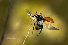 Anisoplia-tempestiva-stacco
