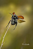 Anisoplia-tempestiva
