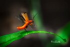 Cantharis-livida-spicca-volo