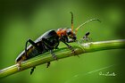 Cantharis-rustica-ragno
