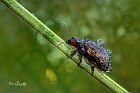 Chrysolina cerealis