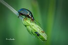 Chrysolina-americana-su-lavanda