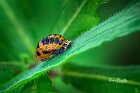 Coccinella Harmonia-pupa