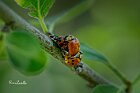 Coccinella-Harmonia-