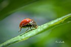 Coccinella-Harmonia-axyridis