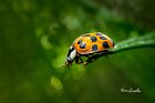 Coccinella-arlecchino