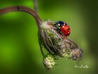 Coccinella