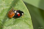 Coccinelle