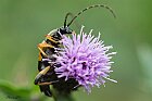Coleottero Strangalia maculata