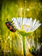 Coptocephala-unifasciata