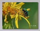 Cryptocephalus-sericeus