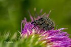 Larinus-turbinatus-