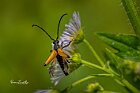 Paracorymbia-fulva