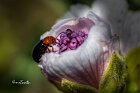 Podagrica-malvae-su-Malva