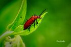 Pyrochroa-Coccinea