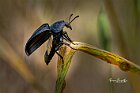 Silpha-tristis-ali-aperte
