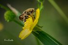 Tropinota sp. hirta