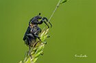 Valgus -hemipterus