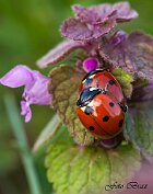 coccinelle