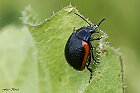Chrysolina rossia