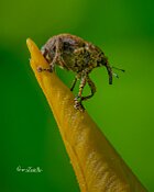 cucurlionide-Mononychus-punctumalbum-Iris