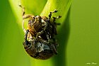 cucurlionide-Mononychus-punctumalbum-accopppiamento