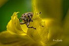 cucurlionide-Mononychus-punctumalbum-guarda