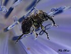 Cucurlionidae