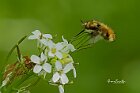 Bombylius-1