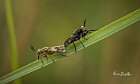 Chrysops-italicus