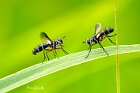 Cylindromya-rufipes-maschio-femmina