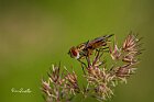 Ectophasia-crassipennis