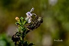 Eristalinus-aeneus