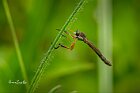 Leptogaster-cylindrica