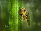 Scatophaga-stercoraria-Dittero