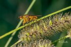 Scatophaga-stercoraria-spiga