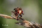 Sicus-ferrugineus