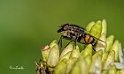Stomorhina-lunata