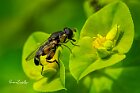 Syritta-pipiens-Sifiride-su-euforbiacea.