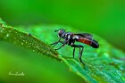 Tachinidae-Cylindromyia