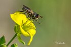 Thecophora-cinerascens-Dittero