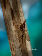 Trigonometopus frontalis,