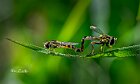 sphaerophoria-scripta-dittero