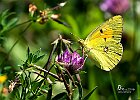 colias-crocea