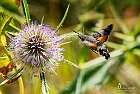 sfinge-colibri
