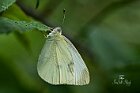 Farfalle  2018