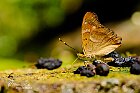 Insetti